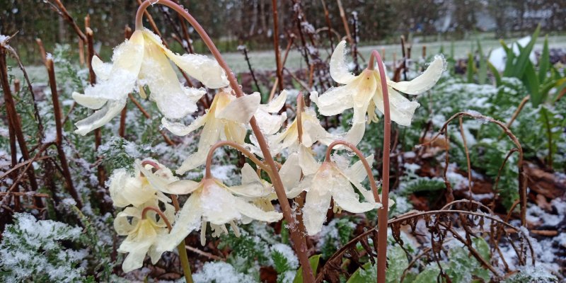 Erythronium revolutum ‘White Beauty’ Tähtikoiranhammas